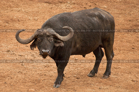 The African buffalo or Cape buffalo (Syncerus caffer), a large African bovine, Aberdare National Park, Kenya. Стоковое фото, агентство BE&W Photo / Фотобанк Лори