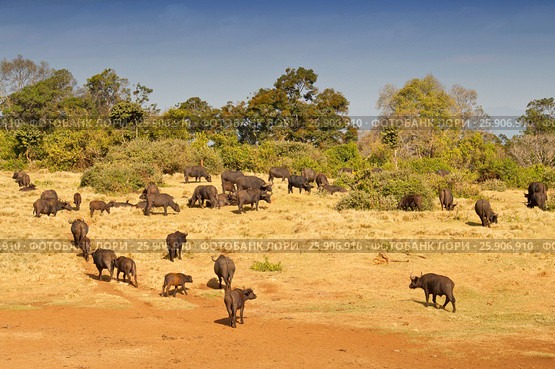 The African buffalos or Cape buffalos (Syncerus caffer), a large African bovine, Aberdare National Park, Kenya. Стоковое фото, агентство BE&W Photo / Фотобанк Лори