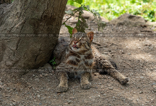 The Amur leopard cat (Prionailurus bengalensis euptilura) living in russian forest, Far East. Стоковое фото, фотограф Татьяна Терехина / Фотобанк Лори
