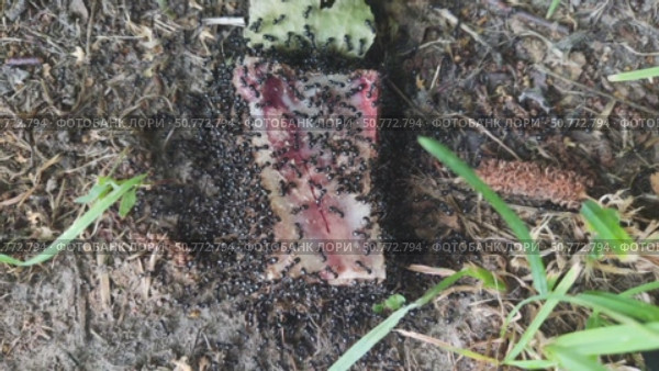 The ants found a bone with meat on the ground next to the anthill. They bite off pieces of meat and run home with their prey. The video shows pieces in the ants' jaws. Стоковое видео, видеограф Андрей Жигальцов / Фотобанк Лори