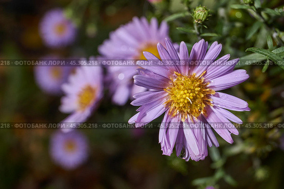 The aster perennial in the morning after the first frost in the garden. Astra (lat. Aster) is a genus of herbaceous plants of the Asteraceae family (Asteraceae). November 3, 2024. Стоковое фото, фотограф Андрей Жигальцов / Фотобанк Лори