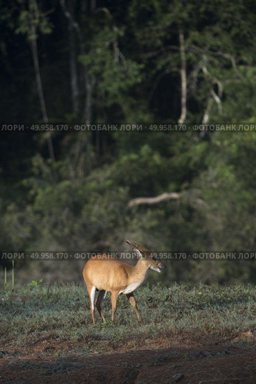 the barking deer in Khao Yai National Park. Стоковое фото, агентство Ingram Publishing / Фотобанк Лори