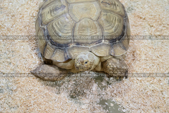 The big African spurred tortoise (Geochelone sulcata) or Sulcata Tortoise at the zoo,close-up. Copy space. Стоковое фото, фотограф Регина Ерофеева / Фотобанк Лори