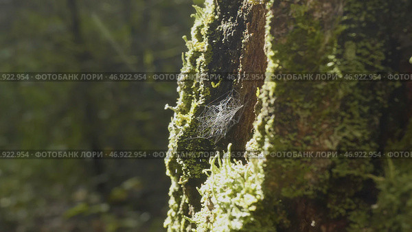 The big cobweb close-up with the branch in it, shining under the sunlight. Стоковое фото, фотограф David Kashakhi / Фотобанк Лори