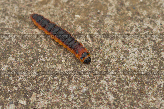 The big red catterpillar of butterfly Cossus Cossus crawling along a concrete path at the end of summer. Стоковое фото, фотограф Ирина Старикова / Фотобанк Лори