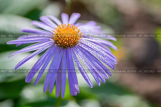 The blue flowers of the Blue Daisy or Felicia amelloides. Close up. Copy space. Стоковое фото, фотограф Elena Grishina / Фотобанк Лори