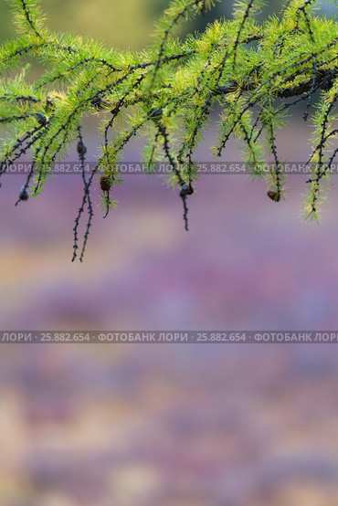 The branch of larch. Natural background. Стоковое фото, фотограф Виталий Веревкин / Фотобанк Лори