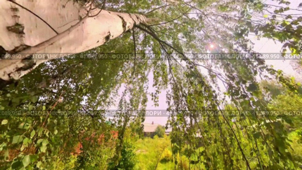 The camera climbs up the trunk of a white birch tree. Summer tree. Стоковое видео, видеограф Ярославский Максим / Фотобанк Лори