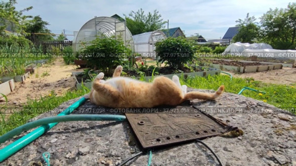 The cat is basking in the sun in the garden in summer. Стоковое видео, видеограф Лилия Фролова / Фотобанк Лори
