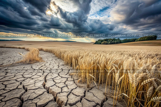 The concept of global warming on planet Earth. Dry and cracked earth and a field of wheat. The farmer's wheat crop is dead, dead, withered. The effects of climate change. Стоковое AI-изображение, AI-художник Photojuli / Фотобанк Лори