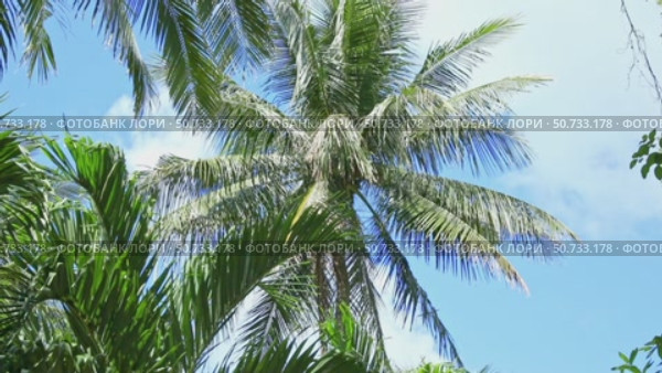 The crowns of palm trees with coconuts, view from below on blue sky background. Tropical vacation concept. Slow motion footage, copy space. Стоковое видео, видеограф Ирина Михайличенко / Фотобанк Лори
