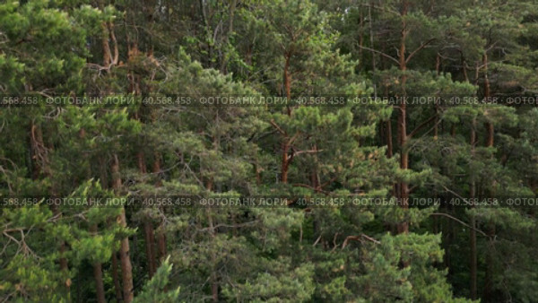 The drone's camera quickly descends from the tops of the pines to the forest path. Aerial photography from a drone. Natural beauty. Стоковое видео, видеограф Ярославский Максим / Фотобанк Лори