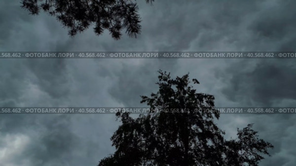 The drone's camera takes off along the trunks of birch trees and reveals a gloomy cloudy sky. Aerial photography from a drone. Natural beauty. Стоковое видео, видеограф Ярославский Максим / Фотобанк Лори