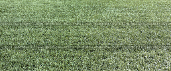 The dry green grass and the dry grass summer fields straw. Стоковое фото, агентство Ingram Publishing / Фотобанк Лори