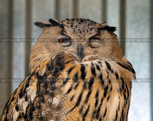The eagle-owl frowned and narrowed her eyes. Feather ears are pressed to the head. Owl portrait. Close-up. Стоковое фото, фотограф Бузмакова Светлана / Фотобанк Лори