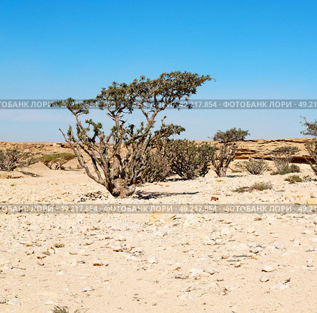 the empty quarter  and outdoor    sand   dune in oman old desert rub   al khali . Стоковое фото, агентство Ingram Publishing / Фотобанк Лори