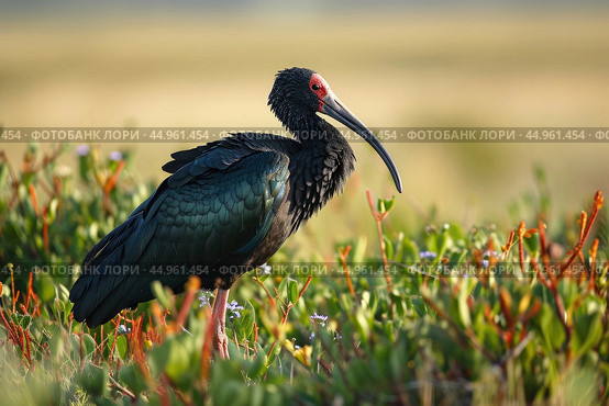 The exquisite details of the Northern Bald Ibis. Стоковое AI-изображение, AI-художник Veniamin Kraskov / Фотобанк Лори