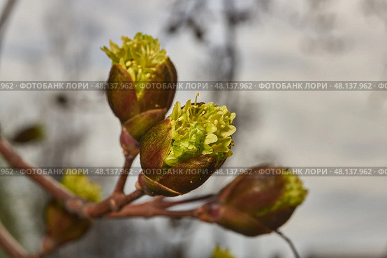 The flower buds of the holly maple are blooming (lat. Acer platanoides). Holly maple is a woody plant species of the genus Maple (Acer) of the Sapindaceae family. Стоковое фото, фотограф Андрей Жигальцов / Фотобанк Лори