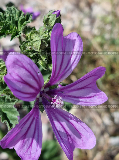 The flower of the mallow (Mallow woodland) is a wild plant from the mallow family. The flower has five petals of a soft purple hue with dark purple veins, which create a sense of depth and texture. In the center are anthers with pollen, some of which has already fallen off. The petals are slightly velvety, and the flower itself looks directly into the lens, which gives the photo a sense of closeness to nature. In the background are soft greenery and blurred earth, which do not distract attention from the main character. Стоковое фото, фотограф Анна Кривицкая / Фотобанк Лори