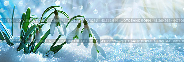 The flowers of spring snowdrops bloom in the snow against the background of bright sunlight. The concept of the first colors. Стоковое AI-изображение, AI-художник Ярославский Максим / Фотобанк Лори