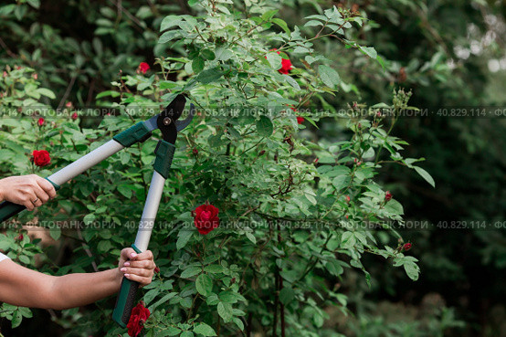 The gardener's hands are cut off with special pruning shears, fruit trees in the garden. Plant care, tree pruning. Стоковое фото, фотограф Photojuli / Фотобанк Лори