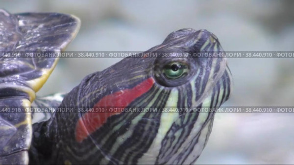 The head of a red-eared turtle or Yellow-bellied turtle (Latin. Trachemys scripta) Стоковое видео, видеограф Владимир Галкин / Фотобанк Лори