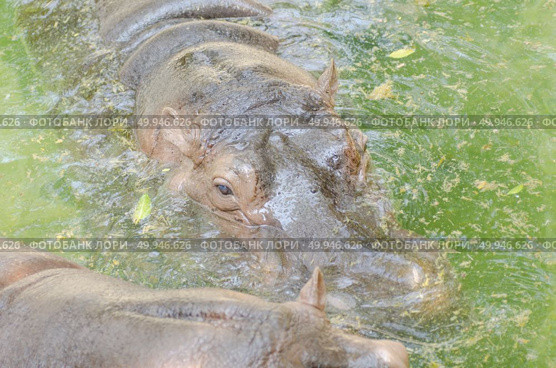 the heaviest extant artiodactyl, hippopotamus amphibius or hippo. Стоковое фото, агентство Ingram Publishing / Фотобанк Лори