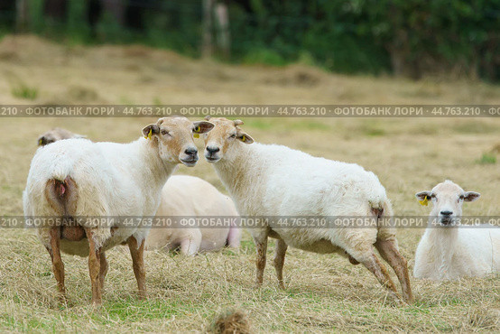 The herd of Basque sheeps (species latcha) resting in the summer sunny day on the pasture. Meadow near farm in Basque Autonomous Community / Basque country in summer day. Environmentally friendly land. Стоковое фото, фотограф YuryKara / Фотобанк Лори