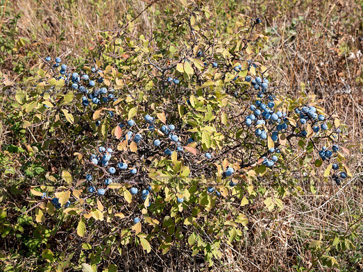 The image features a bush adorned with blue blackthorn fruits. Стоковое фото, фотограф Фотограф / Фотобанк Лори