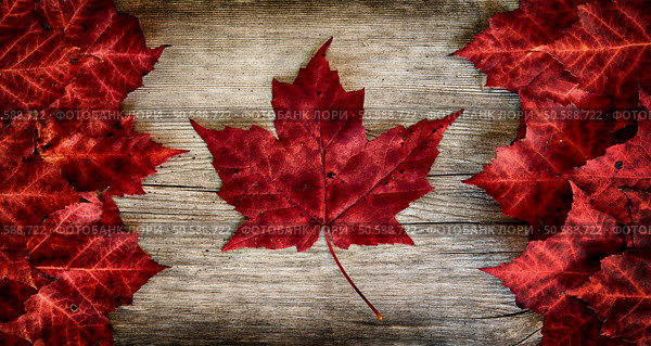 The image of the flag of Canada constructed entirely out of genuine maple leaves from species native to that country.  Laid out on top of weather cedar. . Стоковое фото, агентство Ingram Publishing / Фотобанк Лори