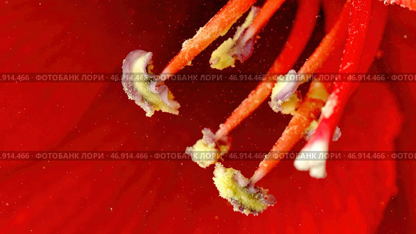 The insides are red.Stock footage.Bright red flowers in the water that are removed and they show small bubbles that accumulate on them. Стоковое фото, фотограф David Kashakhi / Фотобанк Лори