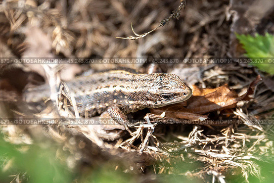 The lizard, harmless to humans, hides among the vegetable beds. Стоковое фото, фотограф Сергей Долгов / Фотобанк Лори