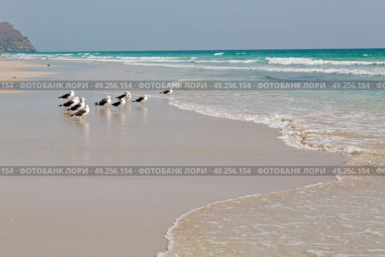 the mountain and sea seagull full  in oman coastline of salalah . Стоковое фото, агентство Ingram Publishing / Фотобанк Лори