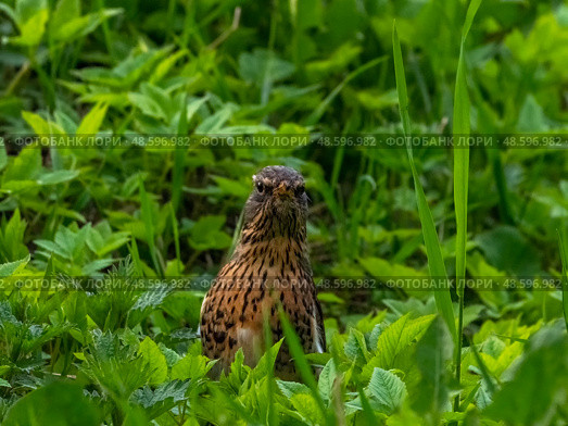 The mountain ash thrush (turdus pilaris) looks. Стоковое фото, фотограф Саблин Станислав / Фотобанк Лори