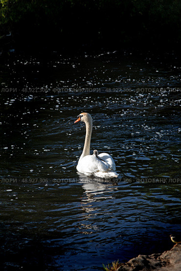 The mute swan with cygnet on the river Liffey on spring time, Celbridge, Ireland. Стоковое фото, фотограф Татьяна Кахилл / Фотобанк Лори