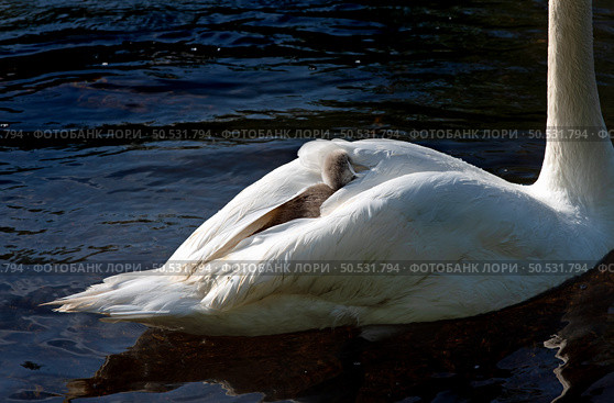 The mute swan with cygnet on the river Liffey on spring time, Celbridge, Ireland. Стоковое фото, фотограф Татьяна Кахилл / Фотобанк Лори