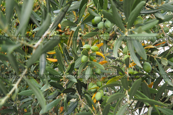 The olive, botanical name Olea europaea, meaning European olive, is a species of small tree or shrub in the family Oleaceae, found traditionally in the Mediterranean Basin, Africa and western Asia. Стоковое фото, фотограф Юлия Петровская / Фотобанк Лори