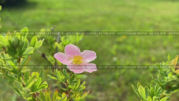 The pink shrubby foot grows in the garden. Стоковое видео, видеограф Ирина Старикова / Фотобанк Лори
