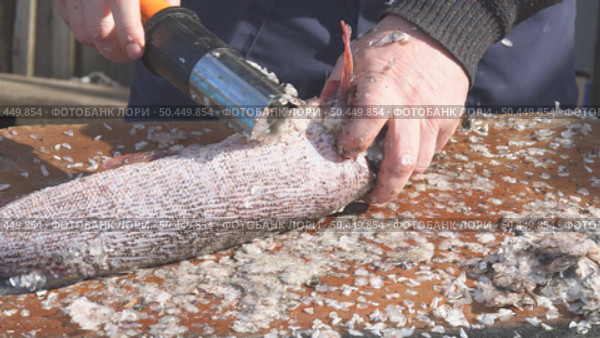 The process of cleaning fish from scales with an electric cleaning tool. Close-up of a fish being descaled using an electric tool. Camera panning. Стоковое видео, видеограф Александр Прошкин / Фотобанк Лори