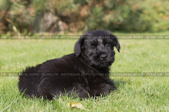 The puppy of Giant black schnauzer on the lawn. Стоковое фото, фотограф Jaroslav Frank / PantherMedia / Фотобанк Лори