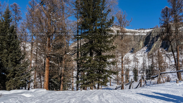 The road, trampled in the snow, descends from the hill. Trees grow on the roadsides. A sagging fence is visible. Mountains against the blue sky. Altai. Стоковое фото, фотограф Вера Ивановна Кубарева / Фотобанк Лори