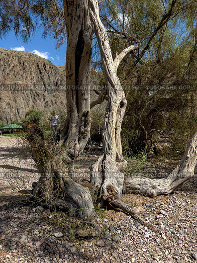 The saxaul tree grows in a desert area. Стоковое фото, фотограф Ярославский Максим / Фотобанк Лори