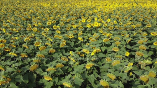 The slow slide of the camera over the fields of sunflowers stretching to the horizon allows you to enjoy every moment, capturing the beauty and grandeur of nature. Стоковое видео, видеограф Скрипачев Антон / Фотобанк Лори