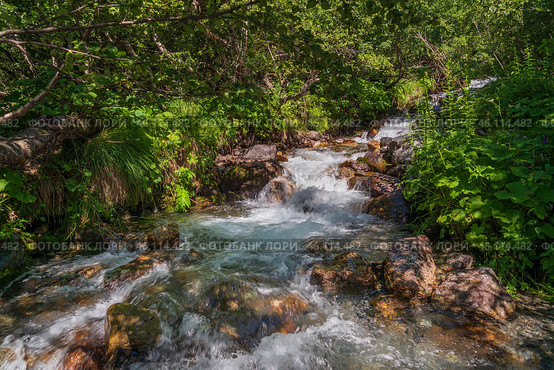 The sources of the Alibek River flowing down from the mountain slopes of the North Caucasus on the territory of the Teberdinsky Reserve on a sunny summer day, Dombai, Karachay-Cherkessia, Russia. Стоковое фото, фотограф Ula Ulachka / Фотобанк Лори
