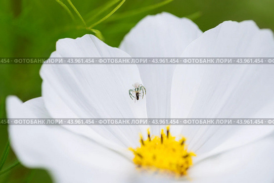 The spider attacked the fly. Flower mimicking crab spider on white cosmos flower background. Spider crab, misumena vatia with prey. Стоковое фото, фотограф Марина Багрова / Фотобанк Лори