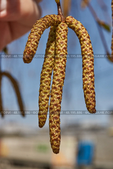 The stamen earrings of the birch bloomed in early spring before the leaves appeared. Стоковое фото, фотограф Андрей Жигальцов / Фотобанк Лори