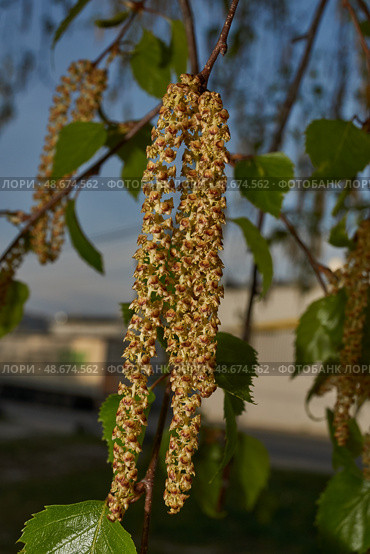 The stamen earrings of the birch bloomed in early spring before the leaves appeared. Стоковое фото, фотограф Андрей Жигальцов / Фотобанк Лори