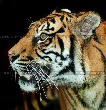 The Sumatran tiger is a rare tiger subspecies that inhabits the Indonesian island of Sumatra. It was classified as critically endangered by IUCN in 2008 as the population is projected to be 441 to 679 ... Wikipedia. Стоковое фото, агентство Ingram Publishing / Фотобанк Лори