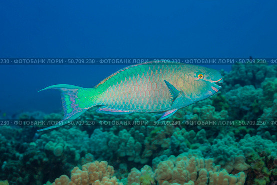 The terminal or final phase of a bullethead parrotfish, Chlorurus spilurus, Hawaii. Стоковое фото, фотограф David Fleetham/Stocktrek Images / ТАСС / Фотобанк Лори