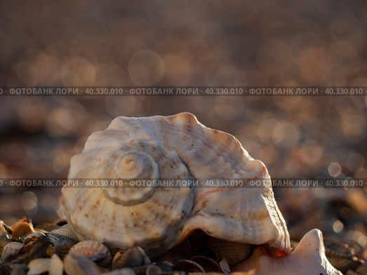 The texture of the shells in close-up. Sea shell on a sandy beach, summer beach background. Стоковое фото, фотограф Александр Кротков / Фотобанк Лори